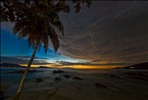 Palm tree at dawn, Patong beach